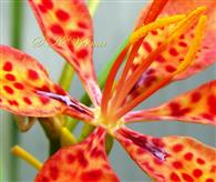  Stamens and canaliculate base of tepals